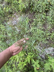 Arracacia tolucensis