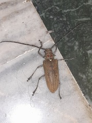 Batocera rufomaculata