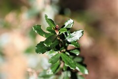 Olearia myrsinoides