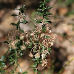 Olearia myrsinoides
