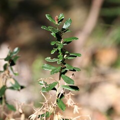 Olearia myrsinoides