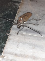 Batocera rufomaculata