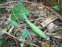 Mantis religiosa