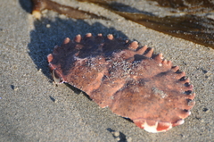 Romaleon antennarium