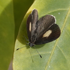 Candalides xanthospilos