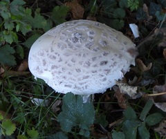 Amanita strobiliformis