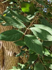 Lonicera