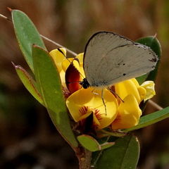 Candalides xanthospilos