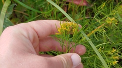 Euthamia gymnospermoides