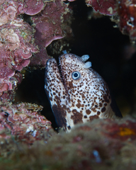 Uropterygius polyspilus