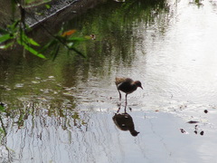 Gallirallus philippensis