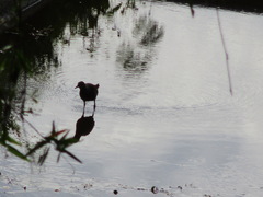 Gallirallus philippensis