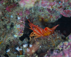 Cladopsammia eguchii