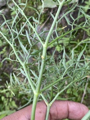 Arracacia tolucensis