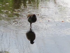 Gallirallus philippensis