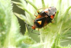 Deraeocoris ruber
