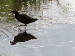 Gallirallus philippensis