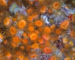 Cladopsammia eguchii