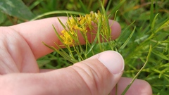 Euthamia gymnospermoides