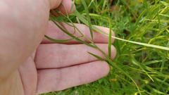 Euthamia gymnospermoides