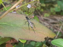 Cryptinae