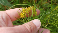 Euthamia gymnospermoides