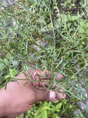 Arracacia tolucensis