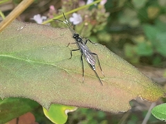 Cryptinae