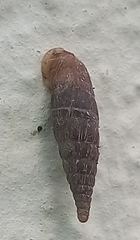 Alinda biplicata