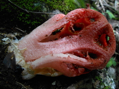 Clathrus crispus