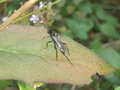 Cryptinae