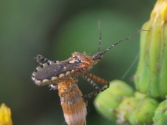 Cosmoclopius nigroannulatus