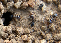 Dorymyrmex insanus