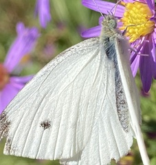 Pieris rapae