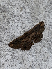 Pholodes sinistraria