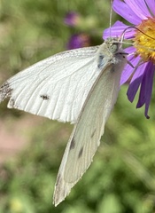Pieris rapae