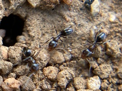 Dorymyrmex insanus