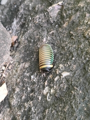Arthrosphaera