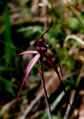 Caladenia clavescens