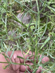Arracacia tolucensis