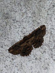 Pholodes sinistraria