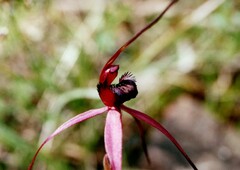 Caladenia clavescens