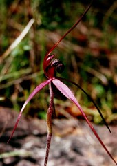 Caladenia clavescens