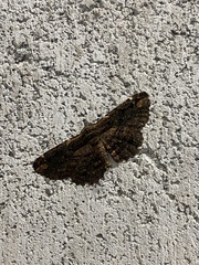 Pholodes sinistraria