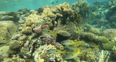 Lutjanus ehrenbergii