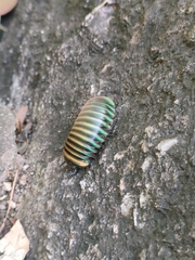 Arthrosphaera