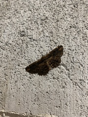 Pholodes sinistraria