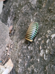 Arthrosphaera