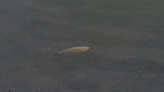 Oreochromis