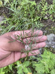 Arracacia tolucensis